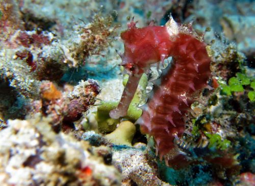 seahorse diving marine