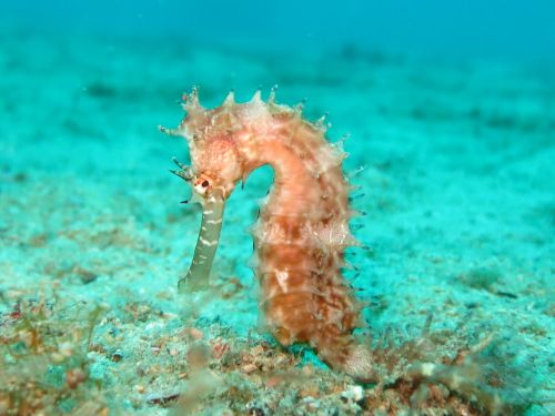 seahorse sea-horse hippocampus