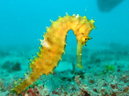 seahorse sea-horse yellow