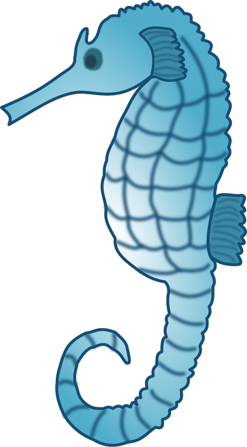 seahorse fish animal