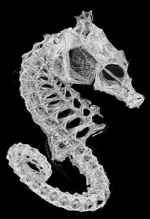 seahorse skeleton biology