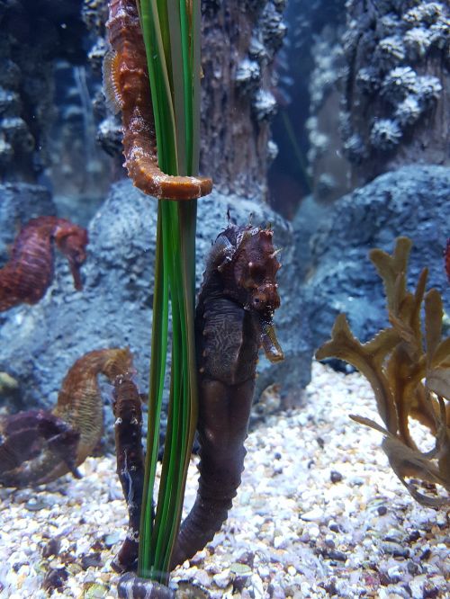 seahorse aquarium underwater