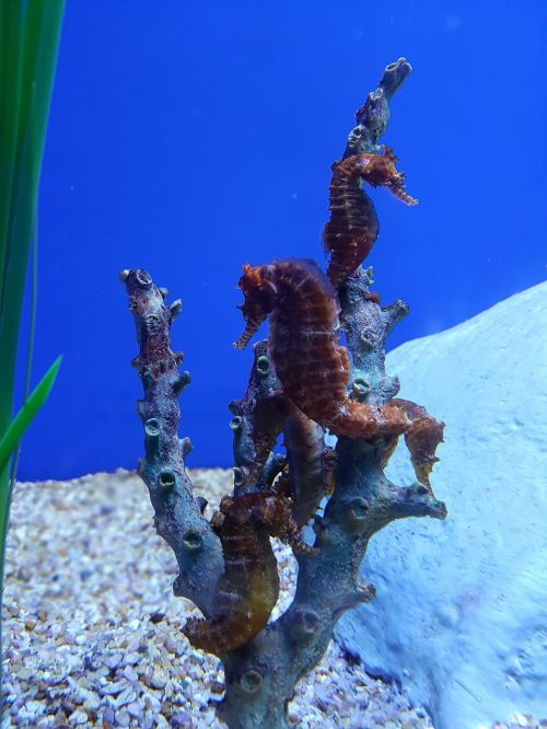 seahorse aquarium underwater