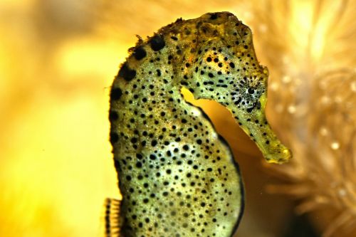 seahorse aquarium water