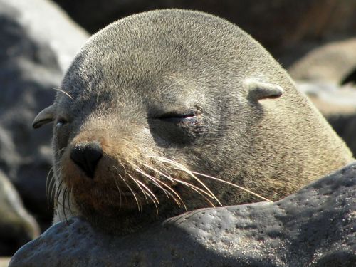 seal sleep lazy