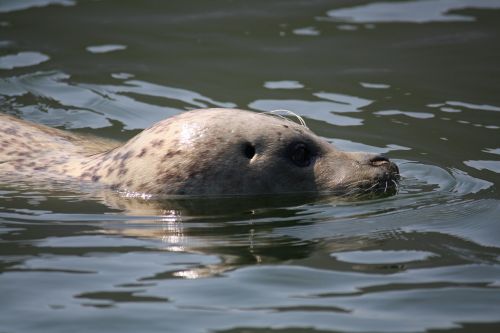seal water ecomare