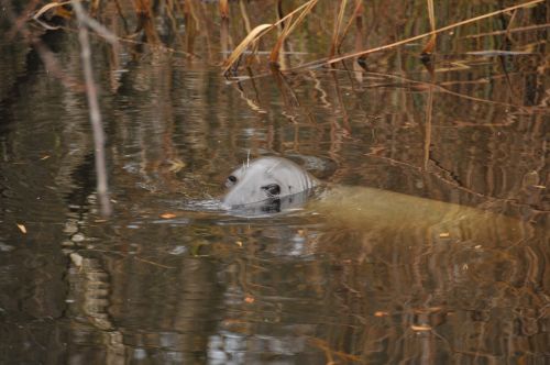 seal water zoo