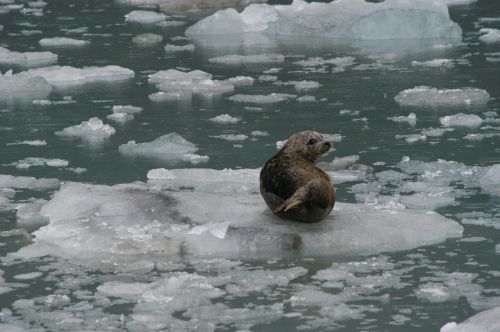 seal ice floating