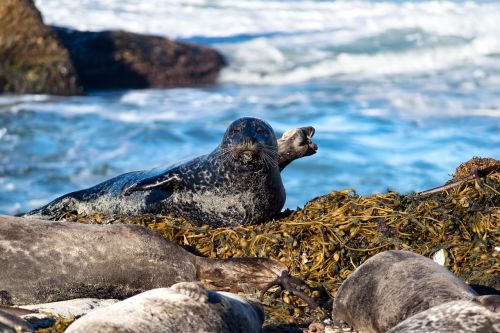 seal california west coast