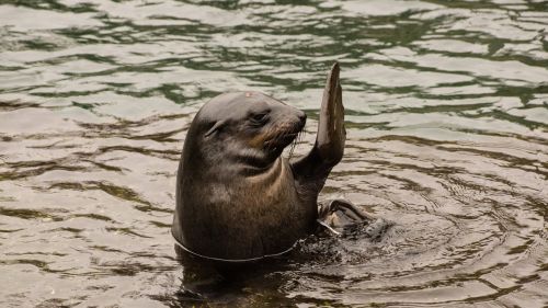 seal waving hello
