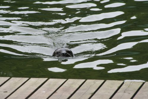 seal swim water animals