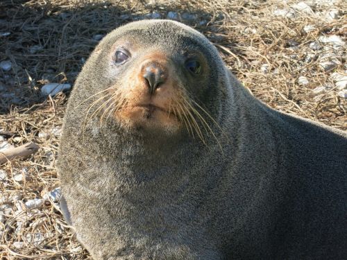 seal portrait mammal