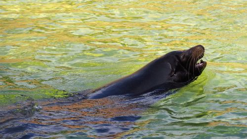 seal animal colorful