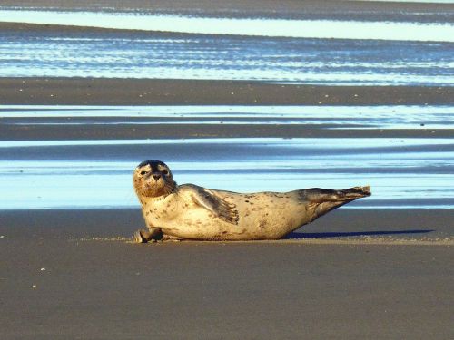 seal seerobbenjunges north sea