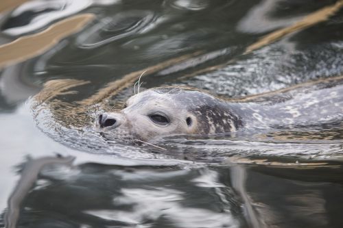 seal robbe grey seal