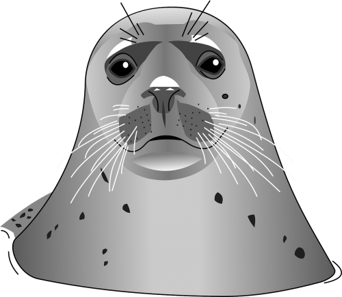 seal ocean animal