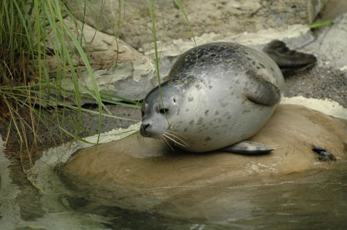 seal zoo zurich