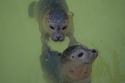 seal animal water