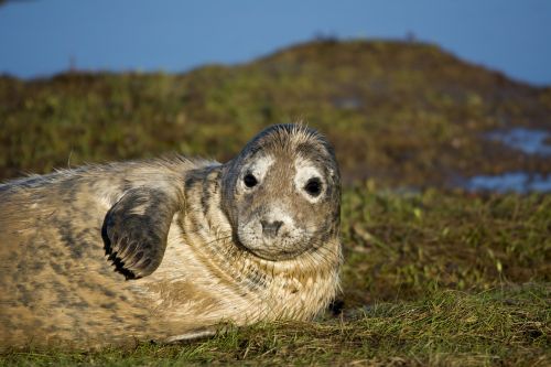 seal closeup wildlife