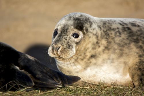 seal closeup wildlife