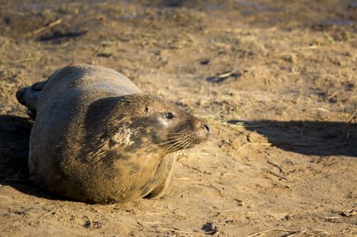 seal closeup wildlife