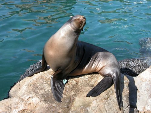 seal animal aquarium