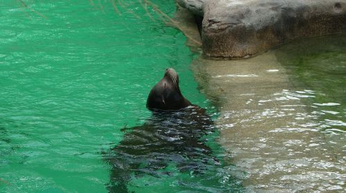 seal sea lion mammal