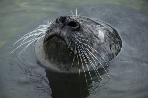seal robbe head
