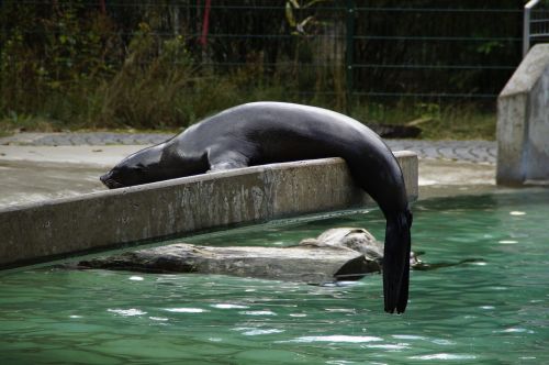 sea lion zoo aquatic animal