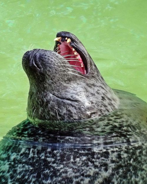 seal animal robbe