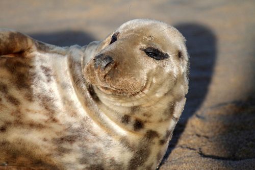seal wildlife nature