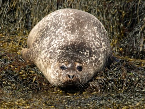 seal seaweed nature