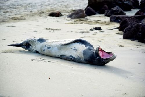 seal teeth mouth open