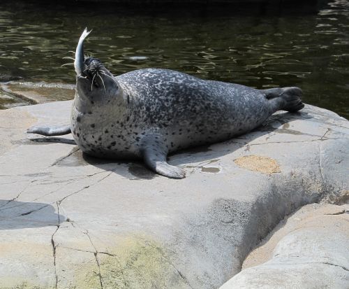 seal eating fish