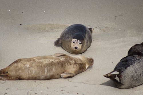 seal seal beach animal