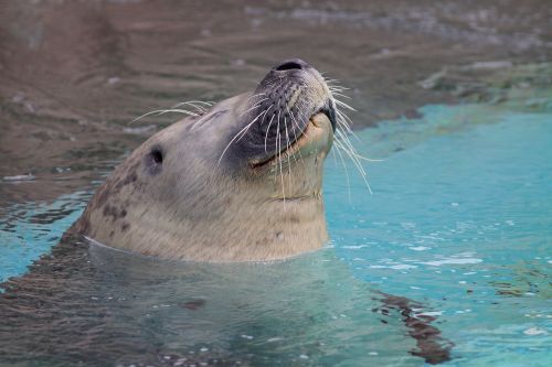seal animal water