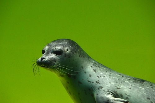 seal animals nature