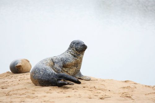 seal beach nature