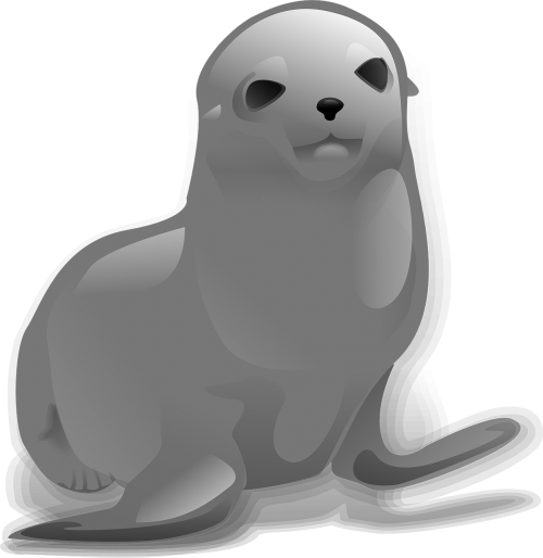 seal sealion sea lion