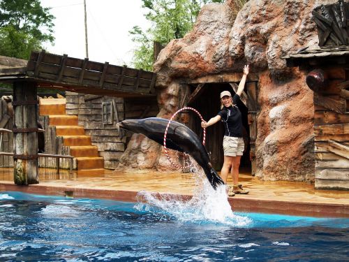 seal acrobatics water park