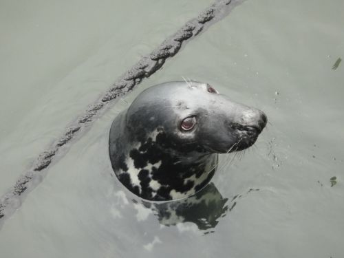 seal animal marine life