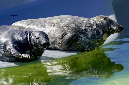 seal aquarium water