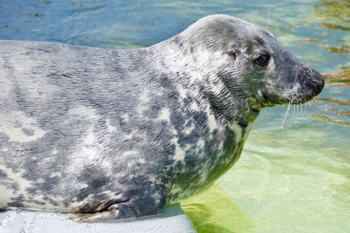 seal aquarium water