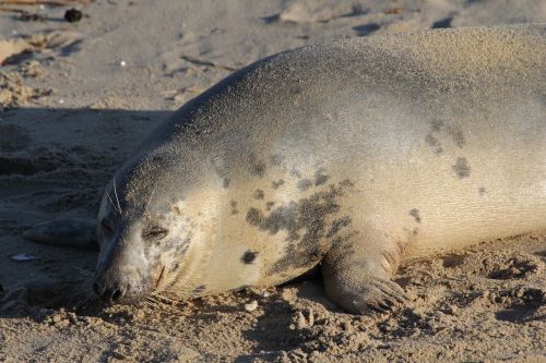 seal beach animal