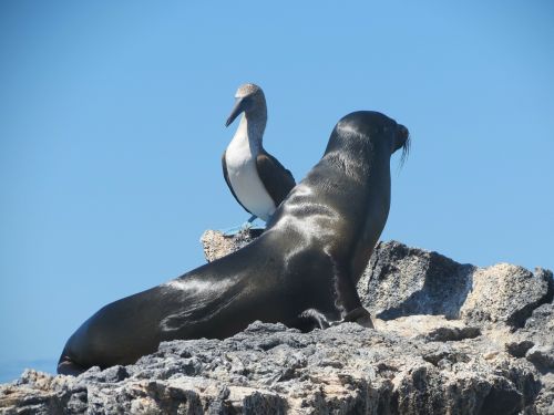 seal blue footed booby bird