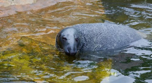 seal swim aquatic animals