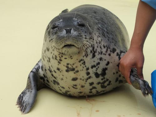 seal aquarium animal