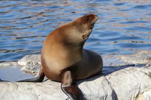 seal zoo animal world