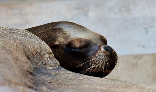 seal animal wild animal