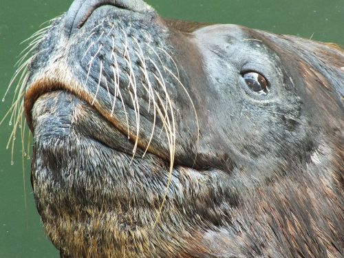 seal sea lion head